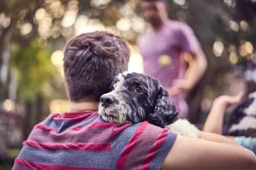 Honey Blue backyard cricket in Gordon